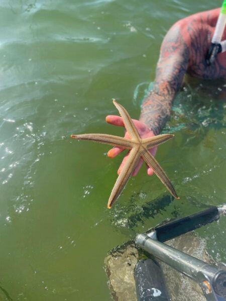 Starfish found at Shell Island Panama City Beach