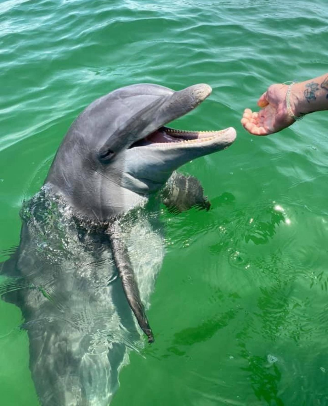 Private dolphin snorkel tour