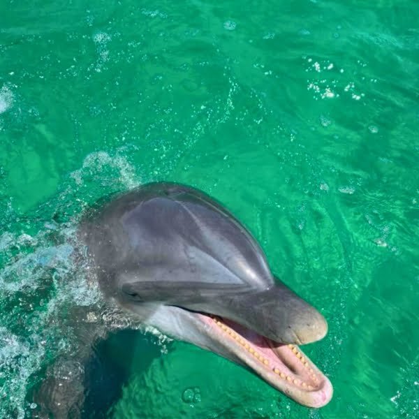 Salty_Dogs_Dolphin_Tours (27)